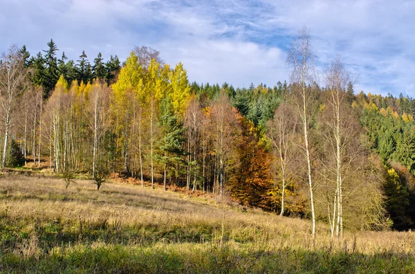 Borde del bosque durante el otoño — Foto de Stock