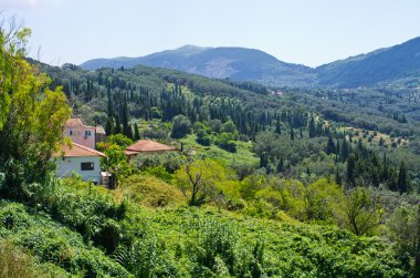 Zeytin bahçelerinde Hills - Corfu, Yunanistan