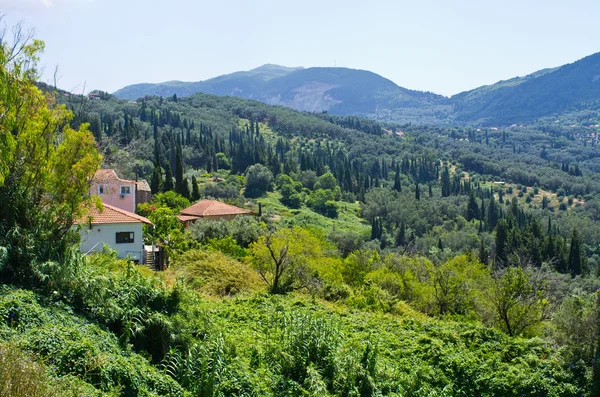 Olijven boomgaarden in de heuvels - Corfu, Griekenland — Stockfoto