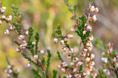 Heather madow üzerinde