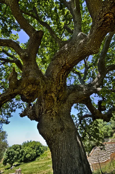 Stamm des alten Olivenbaums — Stockfoto