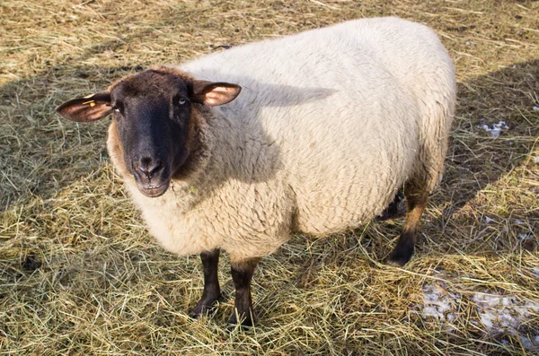 Schapen — Stockfoto