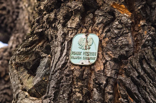 Tree as natural monument in Poland — Stock Photo, Image