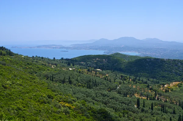 Olive erdő Korfu, Görögország — Stock Fotó