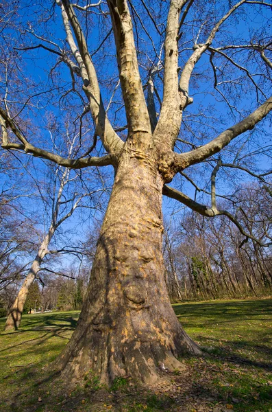 Huge platanus — Stock Photo, Image