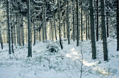 Orman duruing kış - vintage tarzı