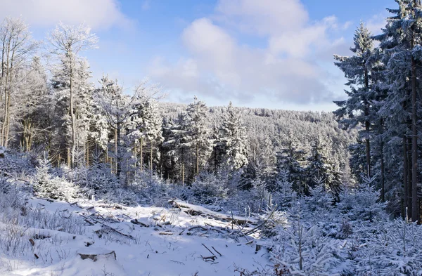 Inverno na floresta — Fotografia de Stock