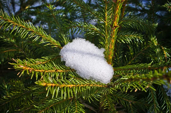 Snow on spruce branch — Stock Photo, Image