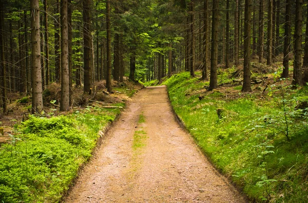 Camino en el bosque — Foto de Stock