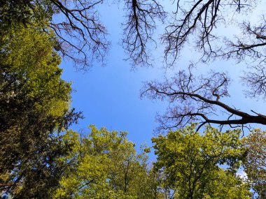 Ağaçların arasından gökyüzüne bakan doğanın sakinliğini hisset. Barış, büyüme ya da çevre dostu projelerde yeni bir başlangıç için mükemmel..