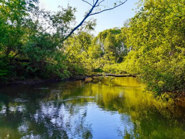 Bu sakin nehir sahnesinde huzur bul. Doğa, dinginlik ve yemyeşil bir ormanın sakinleştirici güzelliğine ihtiyaç duyan projeler için mükemmel..