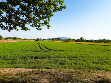 Berrak mavi gökyüzünün altındaki yemyeşil alan huzur ve keşif hissi uyandırıyor. Doğanın, çiftçiliğin ya da açık havanın temaları için mükemmel..