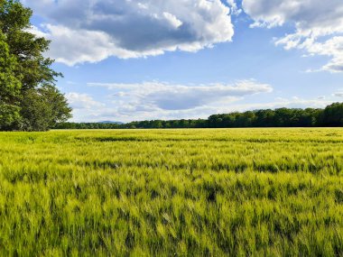 Tüylü bulutlarla benekli canlı mavi bir gökyüzünün altında yemyeşil bir alan uzanıyor. İlkbahar ya da yaz projeleri için doğanın güzelliğinin sakin bir manzarası.