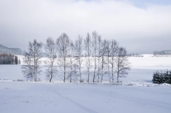 Träd under vintern — Stockfoto