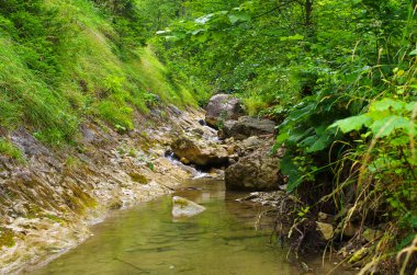 Polonya 'nın Pieniny dağlarındaki Homole vadisi.