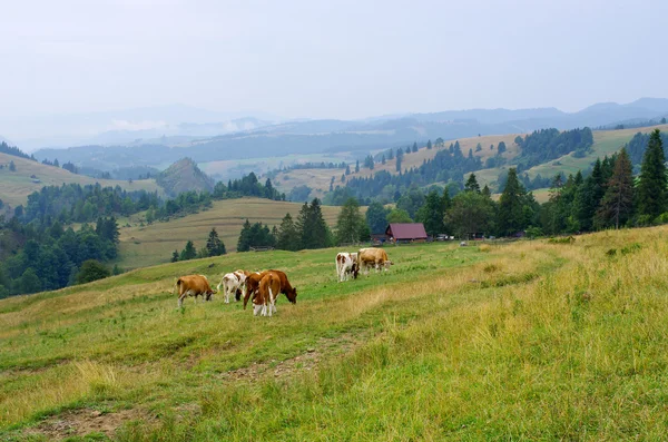 Szarvasmarha Pieniny-hegyekben, Lengyelország — Stock Fotó