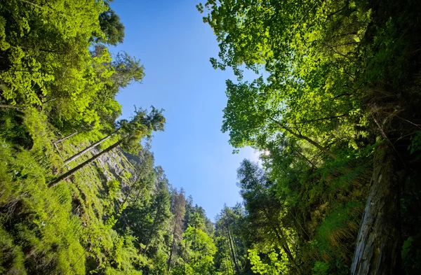 Mavi gökyüzü, derin gorge ve yeşil orman — Stok fotoğraf