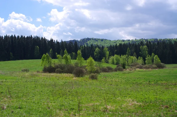 Frühlings-Blick auf Wiese und Wald — Stockfoto