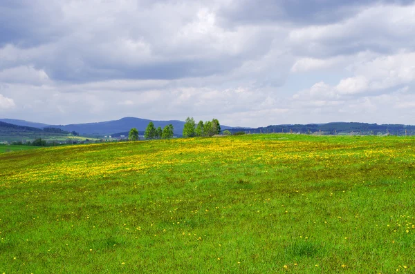 Fresh flowered meadow in the hills — Stock Photo, Image