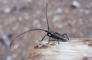 Monochamus sartor böceği