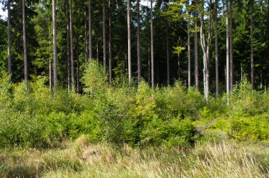 Yaz aylarında orman