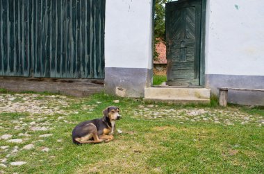 Köpek evin önünde yatıyor