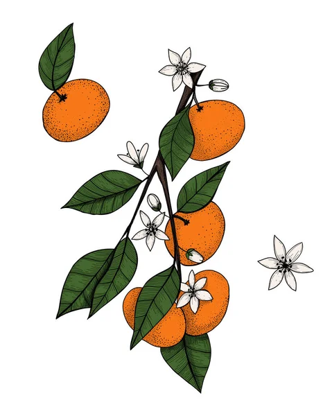 Mandarines sur une branche en style vintage gravé. Illustration vectorielle dessinée à la main, isolée sur fond blanc — Image vectorielle