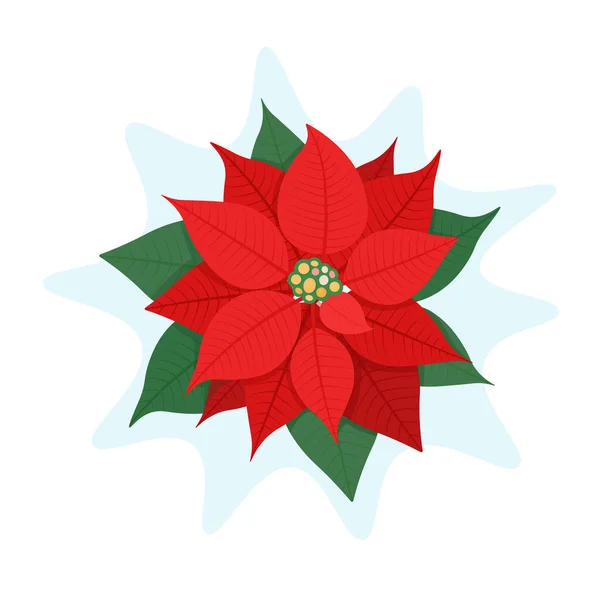 Poinsettia. Beyaz arkaplanda izole edilmiş düz bir şekilde vektör illüstrasyonu. Noel ögesi