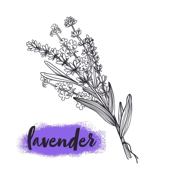 Schizzo disegnato a mano di fiori di lavanda bouquet. Illustrazione vettoriale in stile vintage, isolata su sfondo bianco — Vettoriale Stock