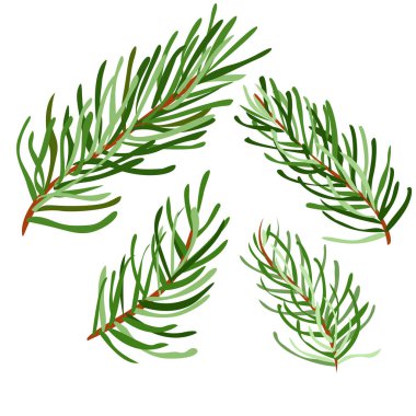 Dekorasyon için beyaz arkaplanda Noel ağacı dalları