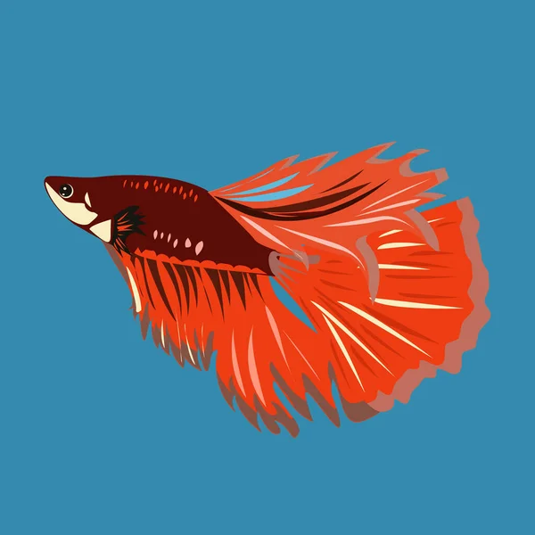 Борьба Рыбой Свежая Рыба Семейства Макропод Называется Сиамский Петушок — стоковый вектор
