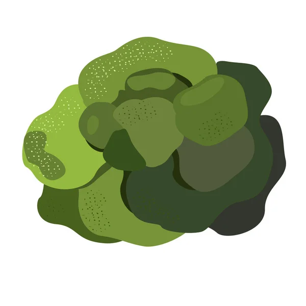 Zelená Brokolice Různých Odstínech Bílém Pozadí — Stockový vektor