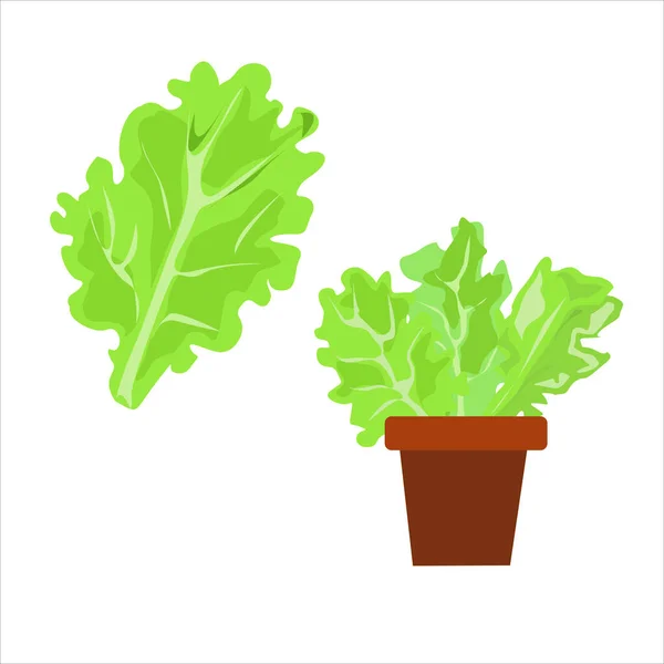 Φύλλα Πράσινου Μαρουλιού Κατσαρόλα Και Χωριστά Λευκό Φόντο — Διανυσματικό Αρχείο