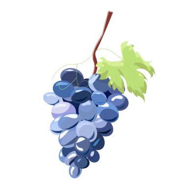 Beyaz arka planda bir demet mor üzüm.