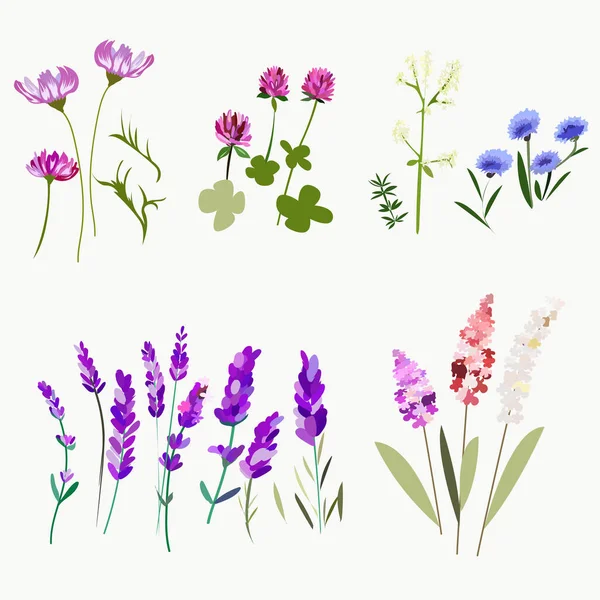 Conjunto Elementos Flores Hojas Cosmos Trébol Lavanda Para Diseño Elementos — Archivo Imágenes Vectoriales