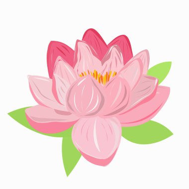 A pink lotus flower on a white background.