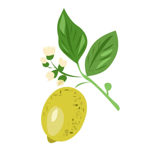 Une Branche Citron Aux Feuilles Fleurs Fruits — Image vectorielle