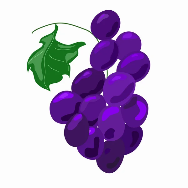 Gałąź Dojrzałych Fioletowych Winogron — Wektor stockowy