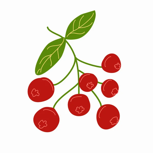 Sprig piros bogyókkal fehér alapon. — Stock Vector