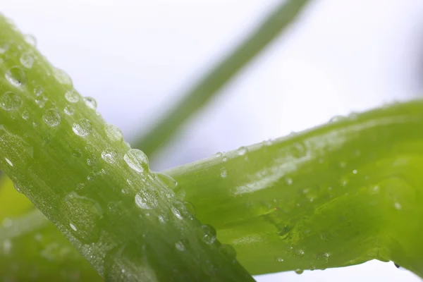 Water drops on fresh green leaf, isolated on white — Stock Photo, Image