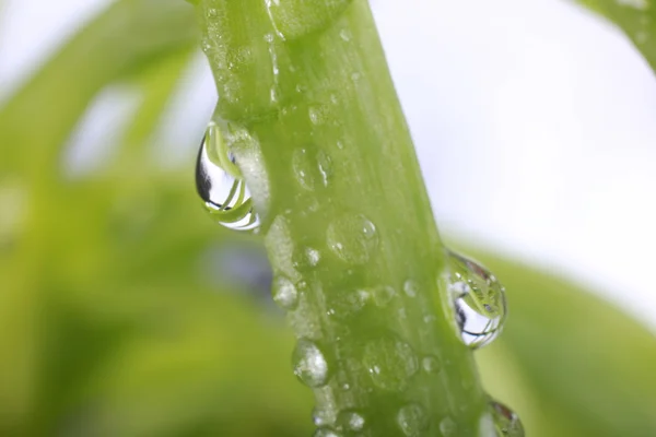 Gotas de agua en hojas verdes frescas, aisladas en blanco — Foto de Stock
