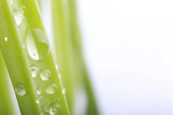 Капли воды на свежем зеленом листе, изолированные на белом — стоковое фото