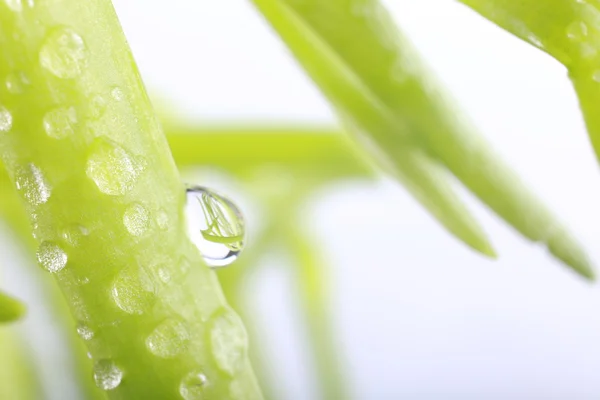 Gotas de agua en hojas verdes frescas, aisladas en blanco — Foto de Stock