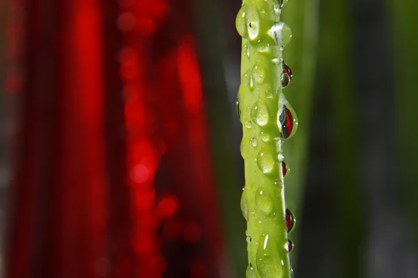 Gotas de agua brillante rociadas sobre la superficie roja texturizada . — Foto de Stock