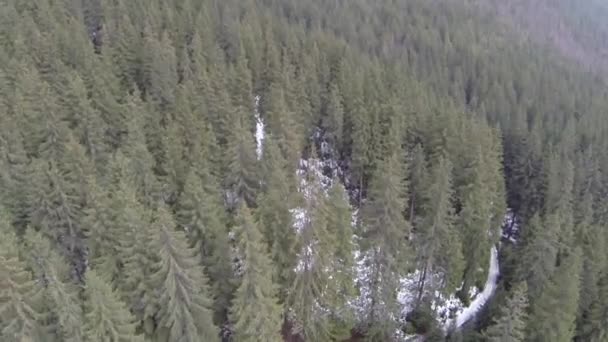 Luchtfoto van naaldhout bos in de Karpaten, winter — Stockvideo