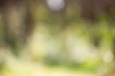 Doğal yeşil arka plan bulanık güzel bokeh ile