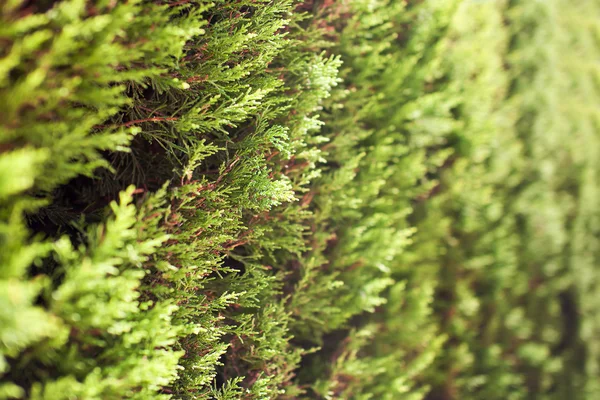 Rami thuja verde con beutifull — Foto Stock