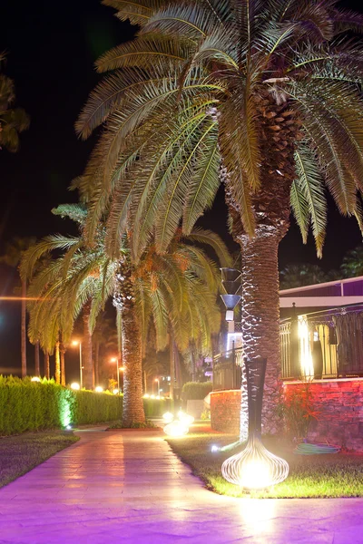 Palmeras. Senderos para caminar con iluminación nocturna en el hotel territorio — Foto de Stock