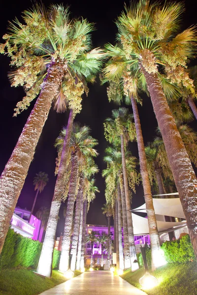 Palmenallee mit nächtlicher Beleuchtung auf dem Gelände des Hotels — Stockfoto