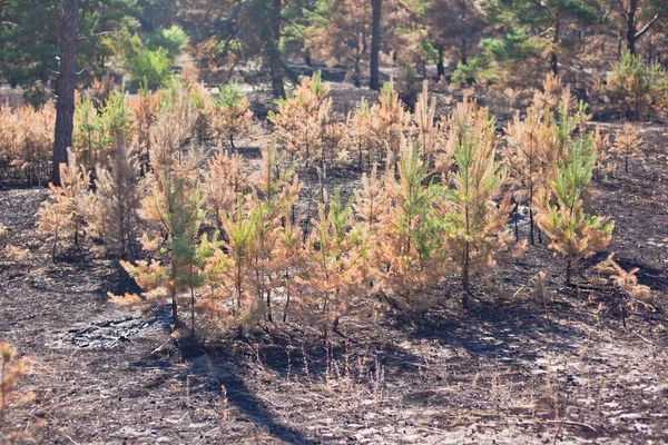 Konsekuensi akar rumput wildfire di hutan pinus — Stok Foto